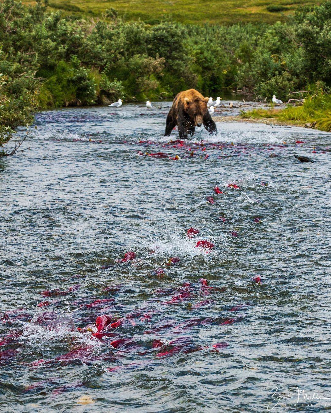 곰 주위에 새가 많은 이유 | 인스티즈