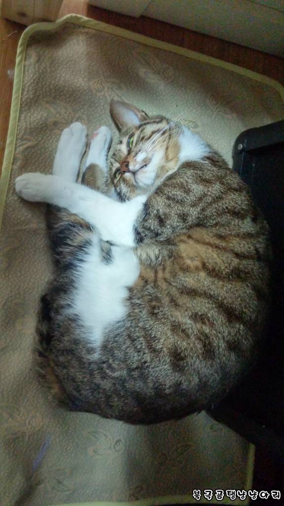 고양이를 싫어하던 떄가 있었다.(사진많음주의) | 인스티즈