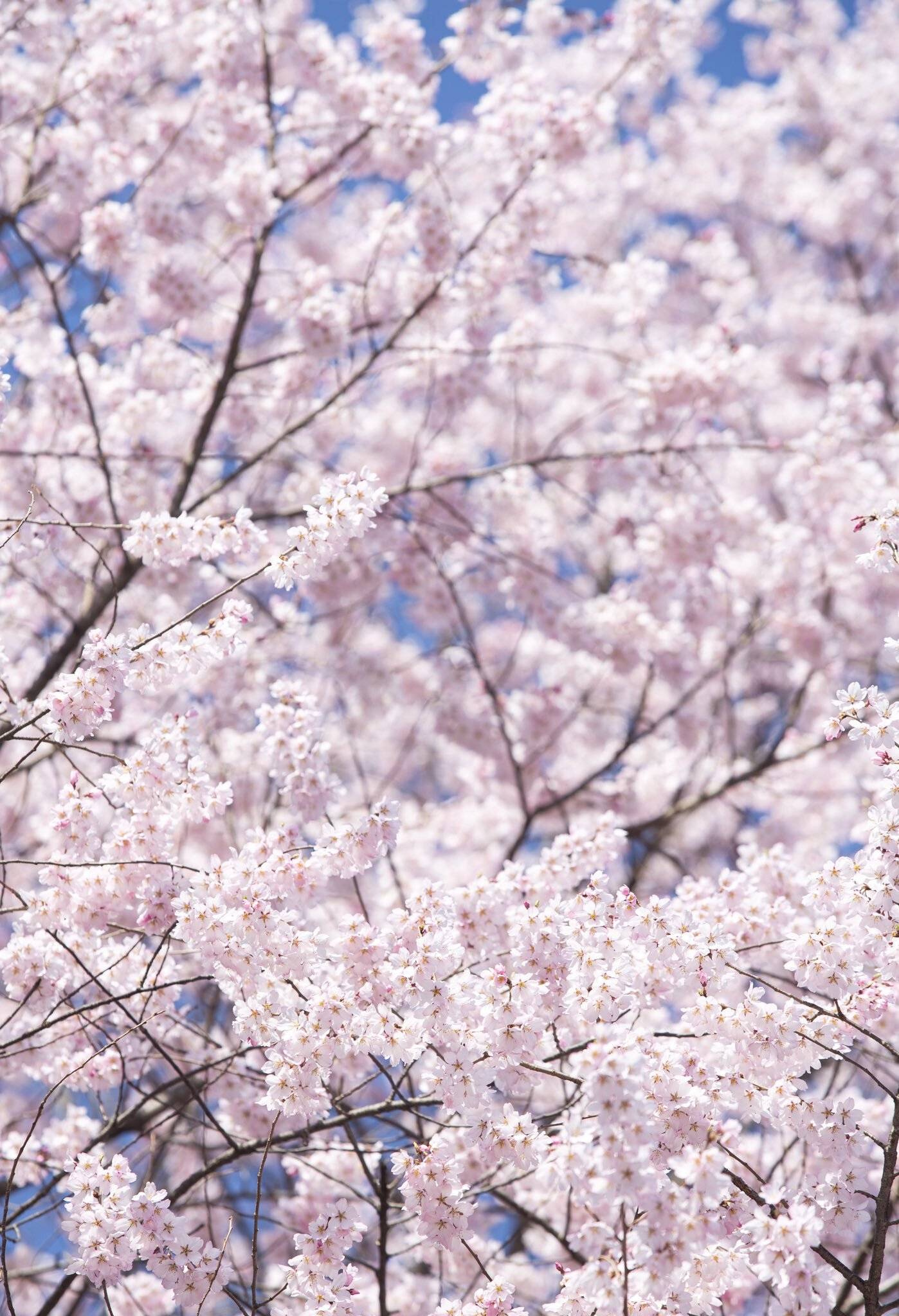 국립산림과학원에서 올려준 올벚나무 배경화면 | 인스티즈