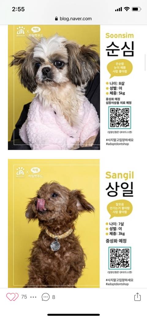 [입양홍보] 경기도 김포시 불법 개 사육장에서 구조된 개들의 가족이 되어주세요 (유튜브 애니멀봐에 올라왔던 사건) | 인스티즈