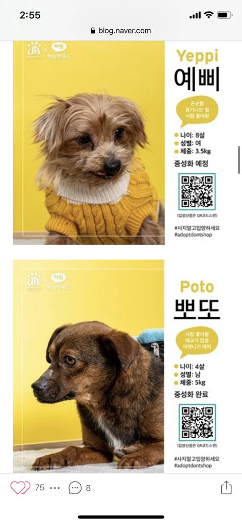 [입양홍보] 경기도 김포시 불법 개 사육장에서 구조된 개들의 가족이 되어주세요 (유튜브 애니멀봐에 올라왔던 사건) | 인스티즈