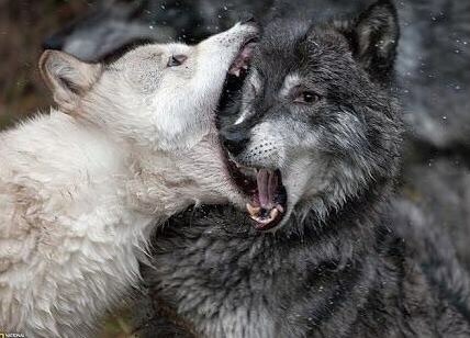 늑대의 애정표현..jpg | 인스티즈
