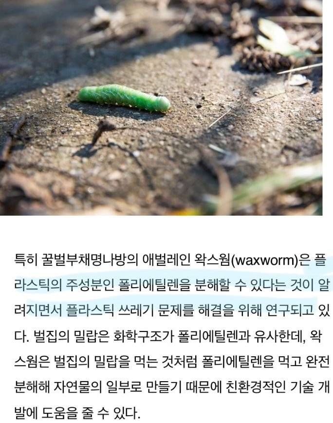 플라스틱 분해하는 곤충 | 인스티즈