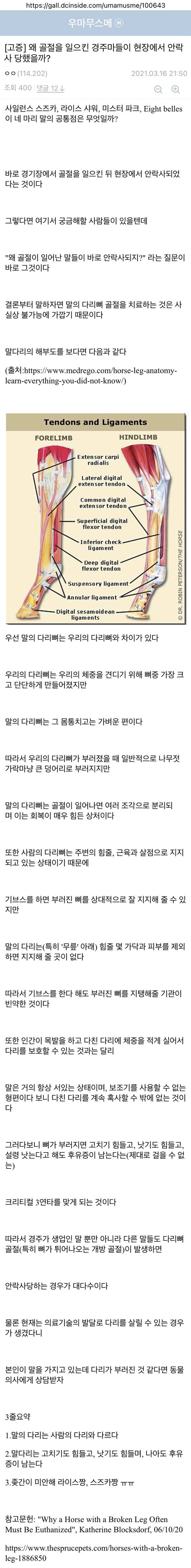 말들이 골절상을 당하면 바로 안락사하는 이유 | 인스티즈