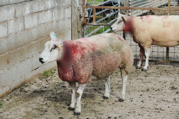 양떼목장을 습격하는 개들 (사진주의) | 인스티즈