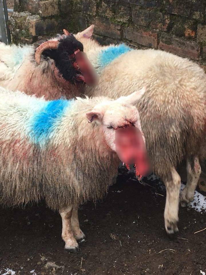 양떼목장을 습격하는 개들 (사진주의) | 인스티즈