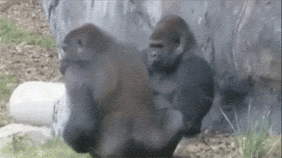 고릴라도 아는 욕 | 인스티즈