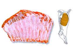 한국인이면 좋아하는 소 & 돼지 고기 부위별 | 인스티즈