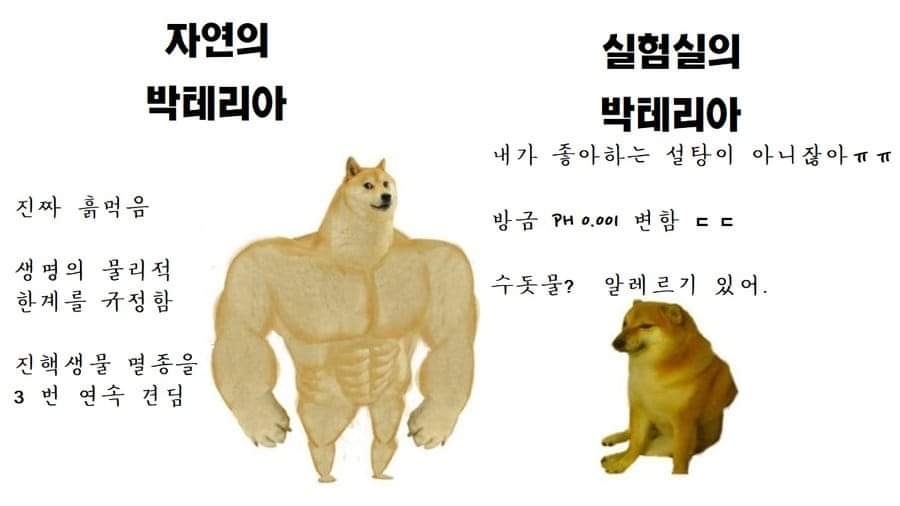 자연의 박테리아 VS 실험실의 박테리아 .jpg | 인스티즈