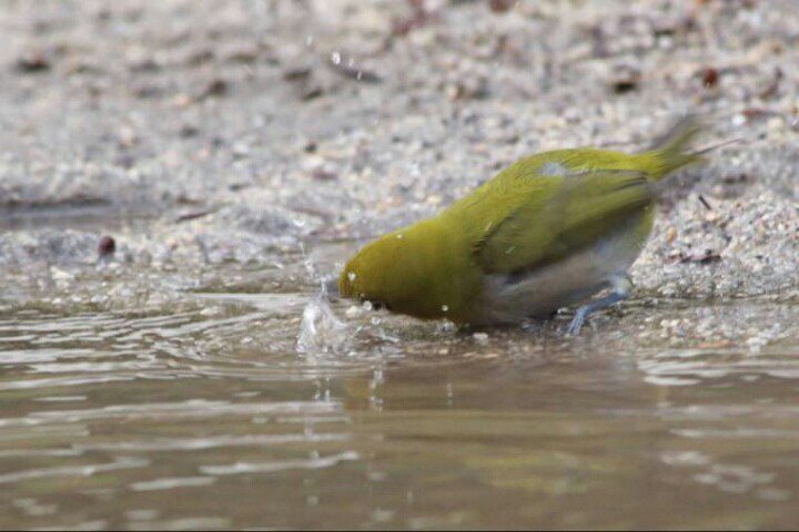 한겨울에 목욕하는 참새를 보고 따라하는 동박새 | 인스티즈