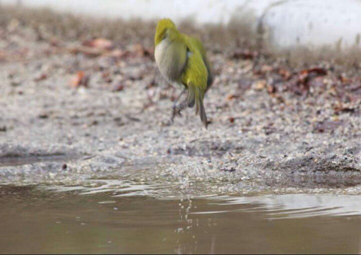 한겨울에 목욕하는 참새를 보고 따라하는 동박새 | 인스티즈