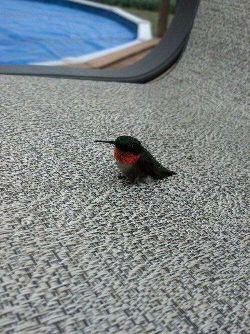 작고 소중한 벌새.JPG | 인스티즈