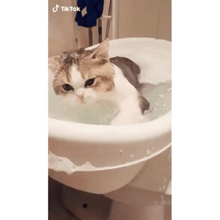 고양이가 물 싫어한다는거 헛소문임 | 인스티즈