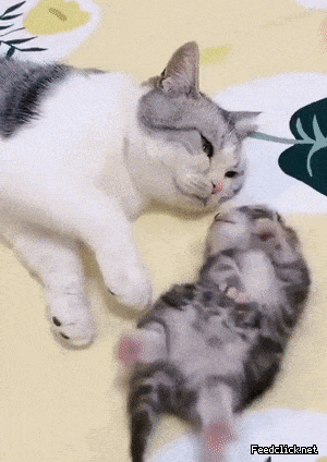 낮잠 자다가 깬 어미와 새끼 고양이.gif | 인스티즈