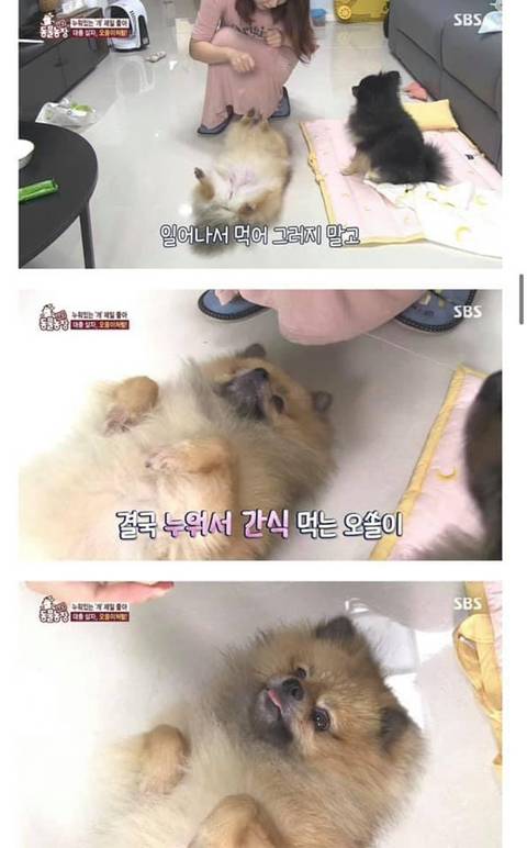 귀여움으로 동물농장 레전드 찍은 댕댕이 | 인스티즈