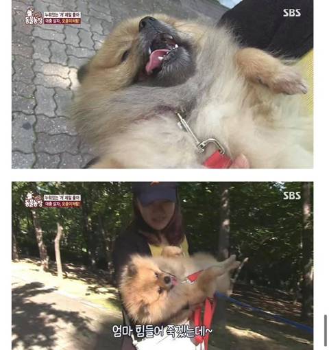 귀여움으로 동물농장 레전드 찍은 댕댕이 | 인스티즈