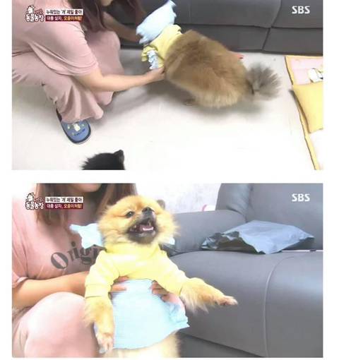 귀여움으로 동물농장 레전드 찍은 댕댕이 | 인스티즈