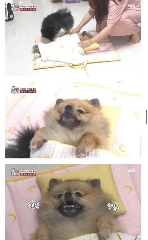 귀여움으로 동물농장 레전드 찍은 댕댕이 | 인스티즈