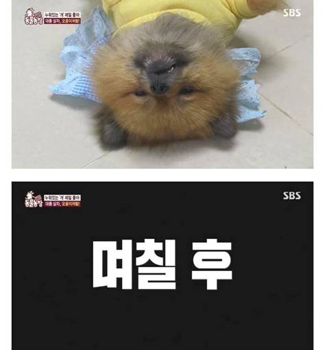 귀여움으로 동물농장 레전드 찍은 댕댕이 | 인스티즈