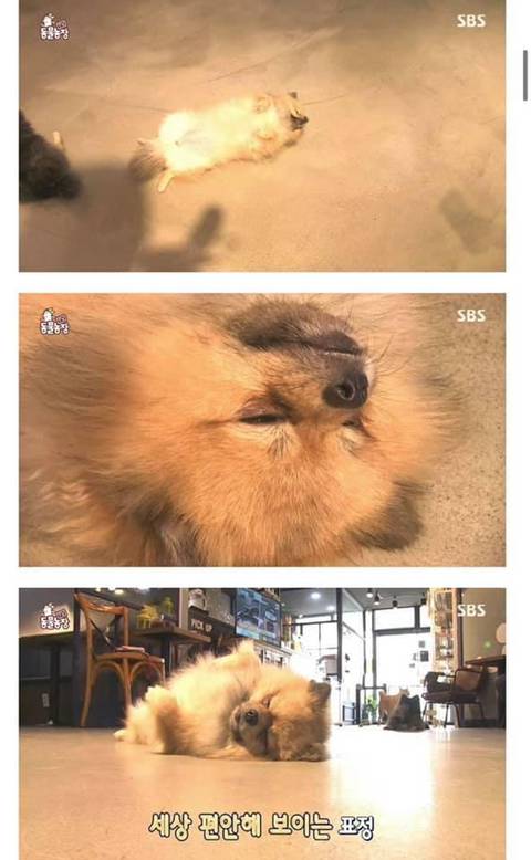 귀여움으로 동물농장 레전드 찍은 댕댕이 | 인스티즈