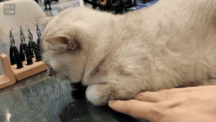 집사한테 제대로 삐진 고양이.gif | 인스티즈