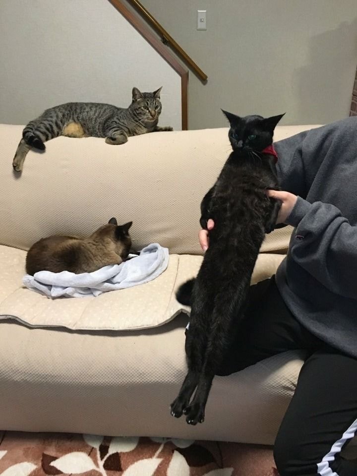 안기는 걸 싫어하는 고양이 | 인스티즈