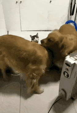 골든 리트리버 2마리 사이에서 자는 고양이.gif | 인스티즈