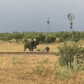 사람에게 무섭기만하다는 코끼리의 진실.gif | 인스티즈