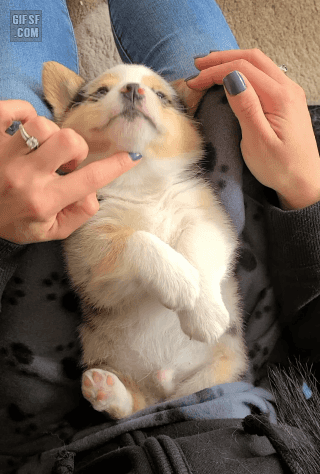 주인이 해주는 마사지 받고 뿅간 댕댕이.gif | 인스티즈