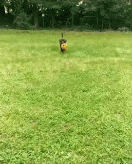 공 물고 오다가 자빠지는 댕댕이.gif | 인스티즈