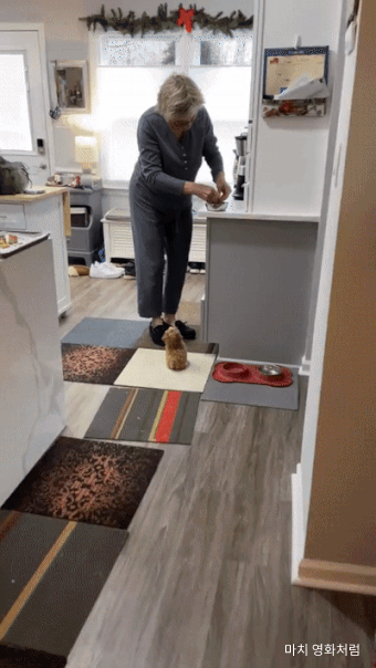 밥 기다리는 강아지 ｜ GIF | 인스티즈