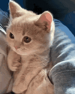 졸린 고양이 | 인스티즈