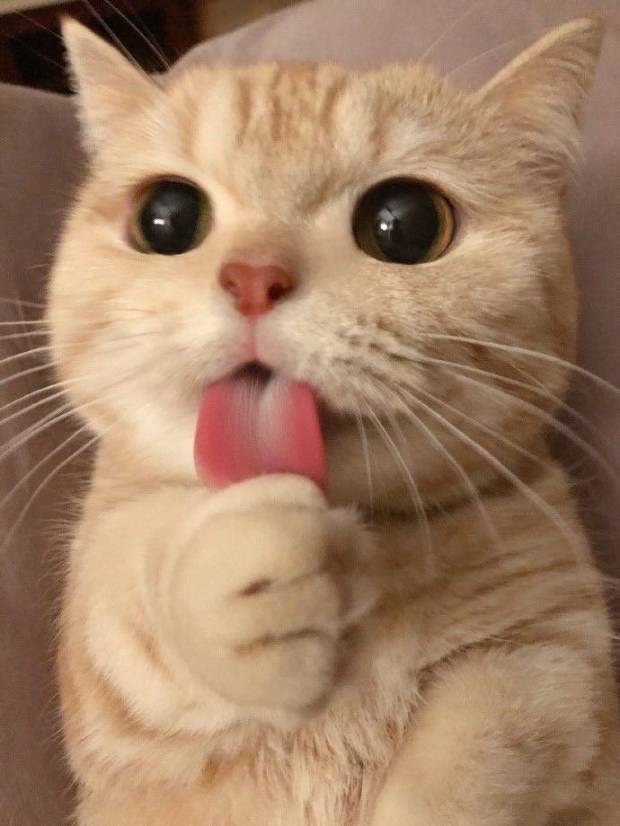 좀비 아포칼립스 시대를 국면한 당신, 어떻게 하실건가요? | 인스티즈