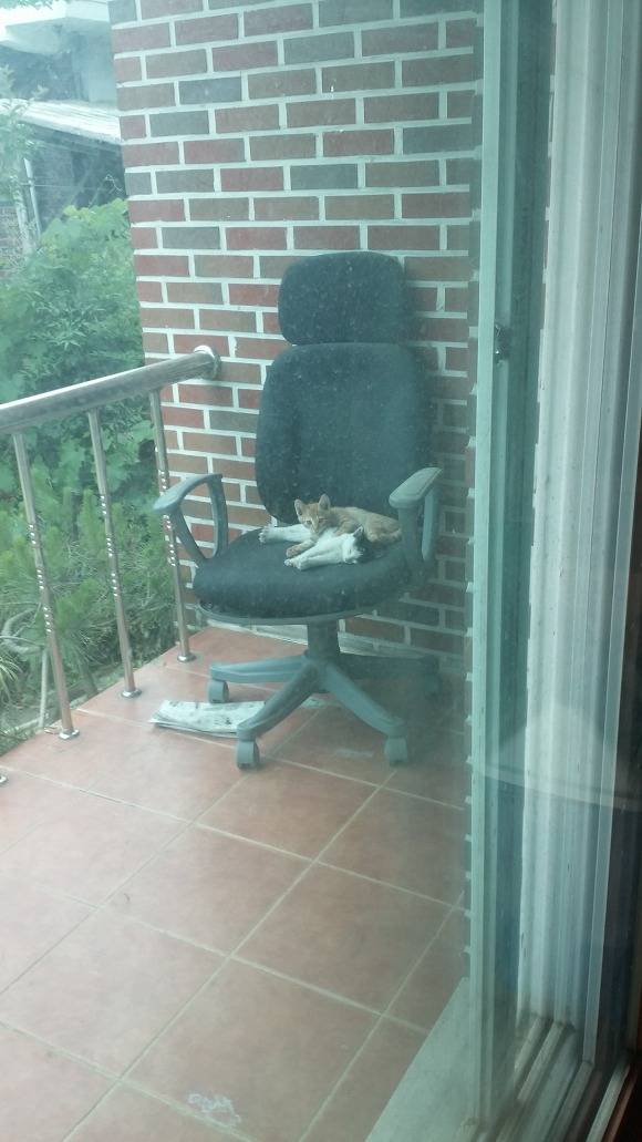 [심쿵사주의] 도냥이들 | 인스티즈