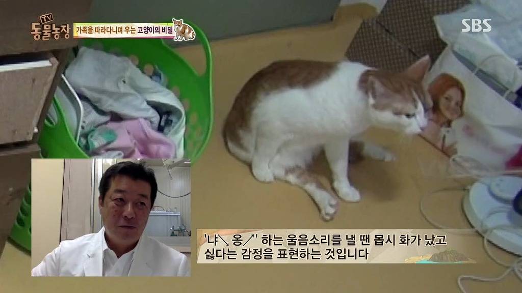 [동물농장] 존트 할말 다 하고 사는 수다쟁이 고양이 쪼롱이ㅋㅋㅋㅋ.jpg | 인스티즈