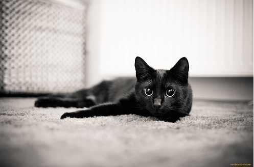 신비한 고양이의 눈!!! | 인스티즈