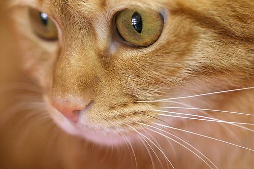 신비한 고양이의 눈!!! | 인스티즈