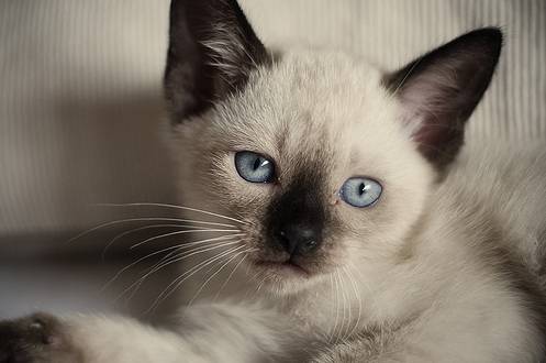 신비한 고양이의 눈!!! | 인스티즈