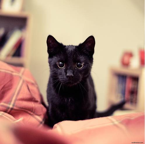 신비한 고양이의 눈!!! | 인스티즈