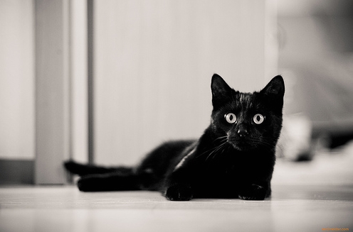 신비한 고양이의 눈!!! | 인스티즈