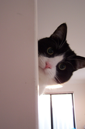 신비한 고양이의 눈!!! | 인스티즈