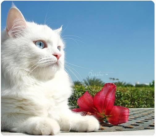 신비한 고양이의 눈!!! | 인스티즈