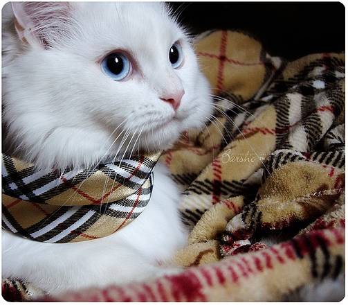 신비한 고양이의 눈!!! | 인스티즈