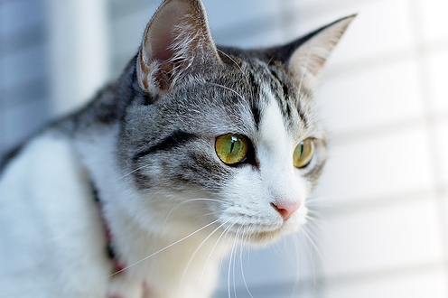 신비한 고양이의 눈!!! | 인스티즈