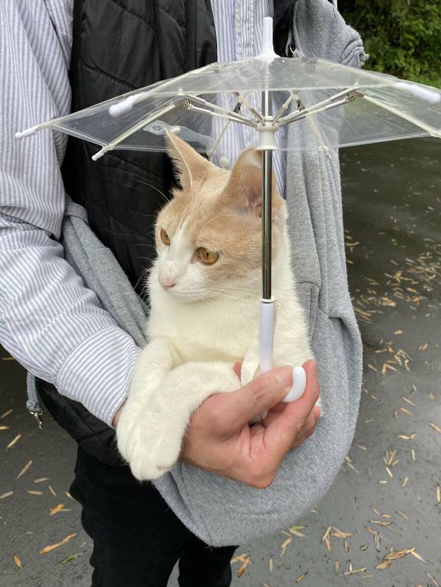 고양이가 산책을 너무 좋아해서 전용 우산까지 마련한 집사 | 인스티즈
