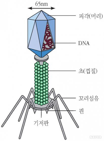 아무리봐도 자연발생한걸로 안보이는 생김새류 甲 | 인스티즈