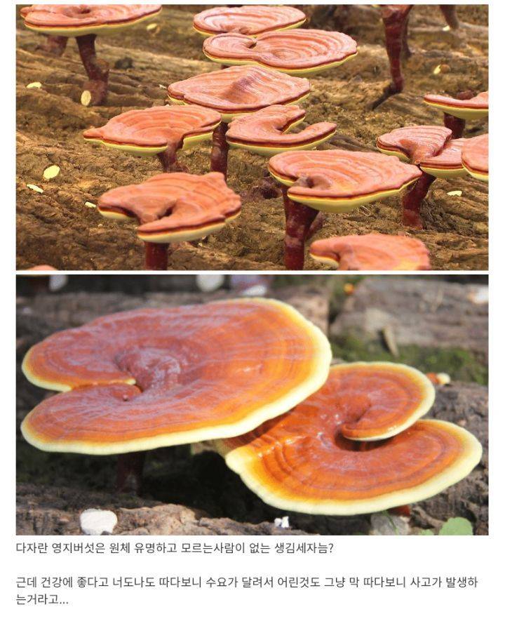 우리나라에서 최고 맹독인 버섯 | 인스티즈