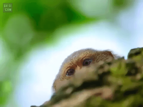 곤충이 신기한 피그미 마모셋 원숭이 | 인스티즈
