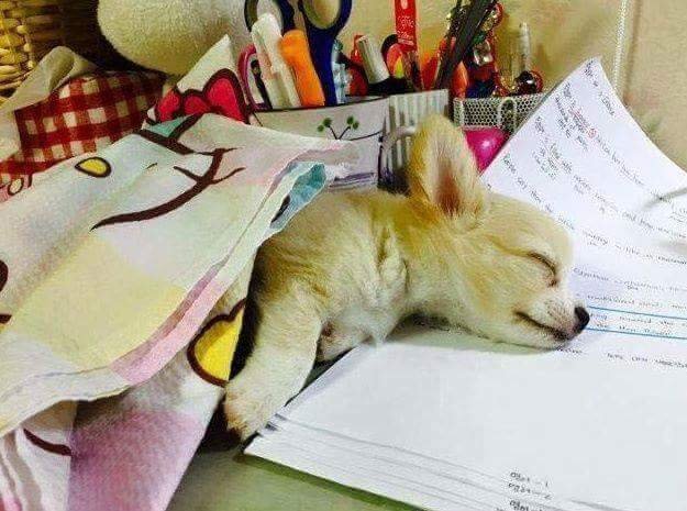 공부 방해하다 잠든 댕댕이.jpg | 인스티즈