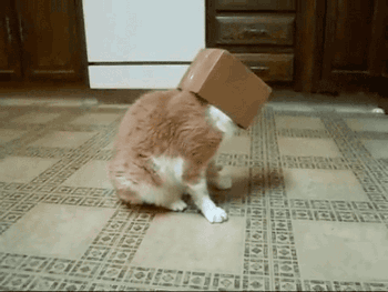 박스에 환장하는 고양이gif | 인스티즈